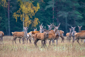 Naklejka na ściany i meble Autumn idyll. A large herd of deer looks warily into the distance