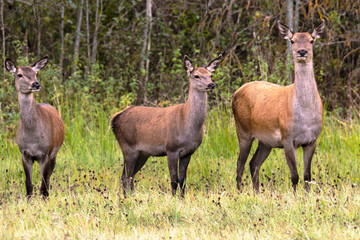 Naklejka na ściany i meble Three girlfriends deer flaunt on the edge of the forest near the bushes.
