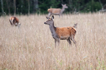 The little deer female is looking thoughtfully at her girlfriends. © Stanislau Vyrvich