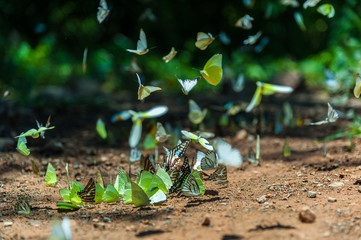 Group of butterflies puddling on the ground and flying in nature, Thailand.Butterflies swarm eats minerals in Ban Krang Camp, Kaeng Krachan National Park at Thailand