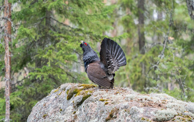 Capercaillie a stone