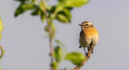 bird on a branch