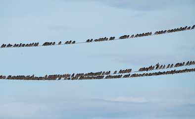 flock of birds