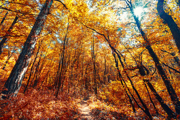 colorful autumn forest