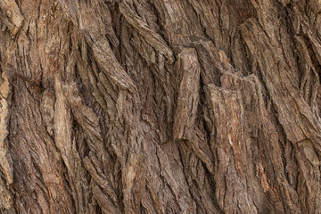 bark of tree texture. Wood bark texture. Part of a tree in daylight. The invoice for designers. Tree and its structure bark texture