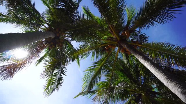 Palm tree on blue sky background. Summer vacation and nature environment concept.