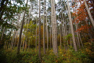 colorful autumn forest