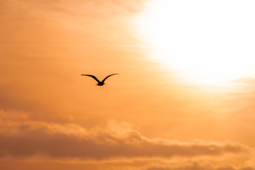 Bird Silhouette flying towards the rising sun at dawn