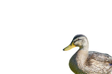 duck on white background