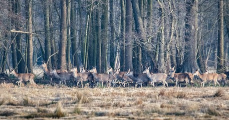 Rotwildrudel im Spreewald