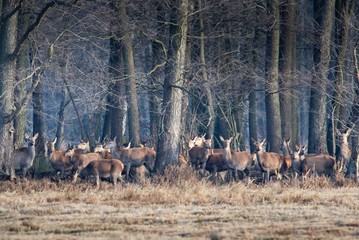 Rotwildrudel im Spreewald - 314855539