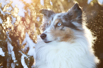 Sheltie Portrait Gegenlicht Schnee