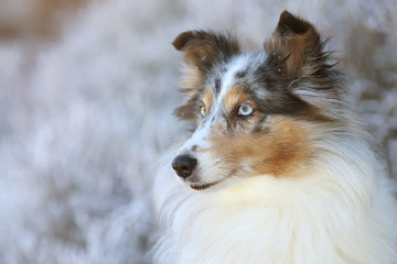 Sheltie Portrait im Schnee