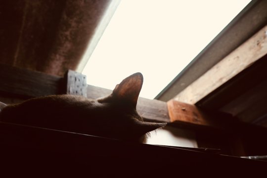 A cat who goes to sleep on the back of the closet.