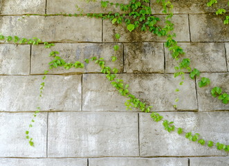 Old brick wall with vine
