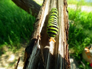  caterpillar
