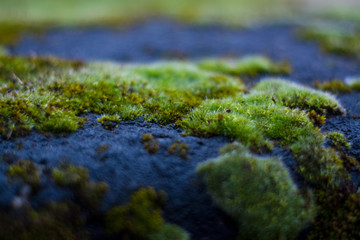 Background or texture of stone and green moss with white spots. Facade of the old building. Plant. Flora.