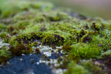 Background or texture of stone and green moss with white spots. Facade of the old building. Plant. Flora.