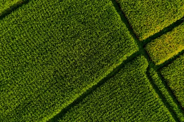 Door stickers Rice fields Aerial view close up of Bali rice terraces. Abstract geometric shapes of agricultural parcels in green color. Drone photo directly above field 