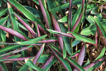 Curled up green and purple palm leaves.