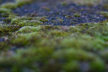 Background or texture of stone and green moss with white spots. Facade of the old building. Plant. Flora.