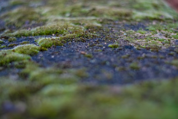 Background or texture of stone and green moss with white spots. Facade of the old building. Plant. Flora.