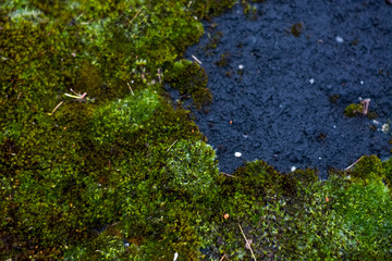 Background or texture of stone and green moss with white spots. Facade of the old building. Plant. Flora.
