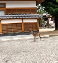Itsukushima Island commonly known as Miyajima.  Picture taken on a beautiful sunny day.