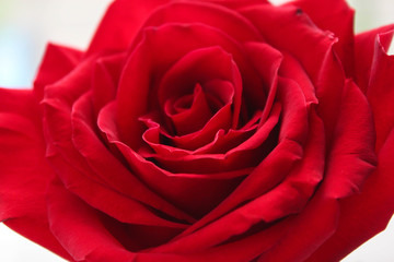red rose