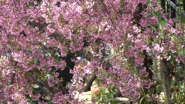 Pink Japanese cherry blossom blooming in Thailand in January