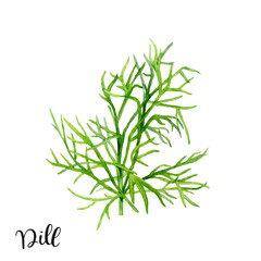 Fototapeta premium Dill herb watercolor isolated on white background