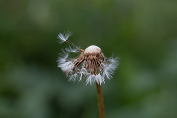 flying dandelion