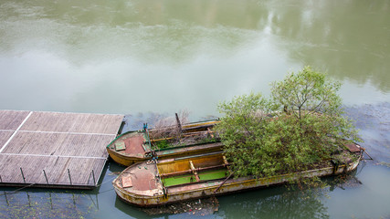 Scrapped barges in Rome on the Tiber Italy on which trees are already growing.