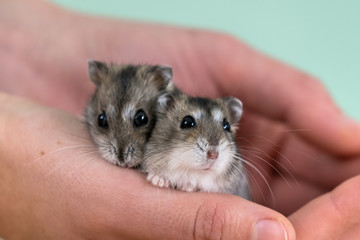 Fototapeta na wymiar Closeup of two small funny miniature jungar hamsters sitting on a woman's hands. Fluffy and cute Dzhungar rats at home.