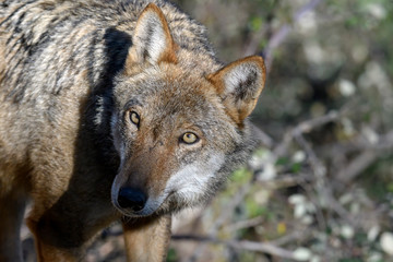 Lupo appenninico - Abruzzo