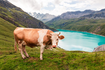 Cow standing up looking at camera near reservoir Lac de Moiry high up in the Pennine Alps. Grimentz, Valais, Switzerland, Europe
