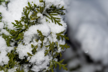 snow covered bushes in a winter park close-up