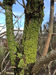 picture with shrub fragments on blurred background