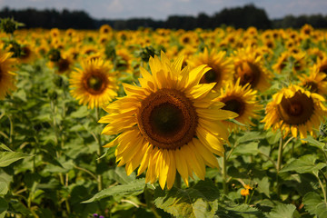 Obraz premium solar sunflower