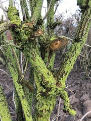 picture with shrub fragments on blurred background