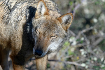 Lupo appenninico - Abruzzo