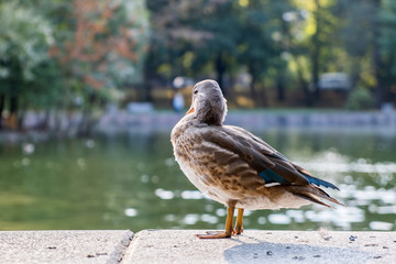Grey duck bird standing on the bank of a lake in summer.