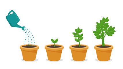 Seeds that receive complete soil and water are growing in a pot plant. Business growth concept