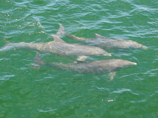 Schwimmende und spielende Delfine im Meer