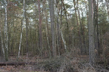 Stimmungsvolle Waldlandschaft mit Nadelbäumen und Laubbäumen