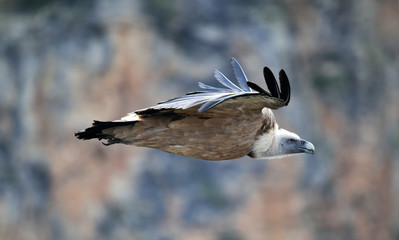 buitre leonado volando en un parque natural