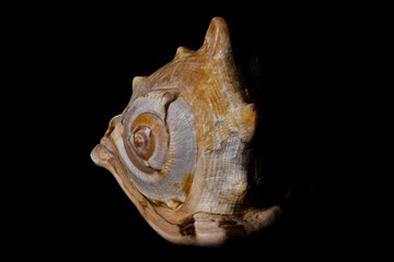 especie de concha marinha do oceano Tricornis raninus