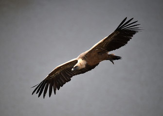 buitre leonado volando en un parque natural