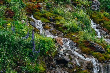 Scenic landscape with clear spring water stream among thick moss and lush vegetation. Mountain creek on mossy slope with fresh greenery and many small flowers. Colorful scenery with rich alpine flora.