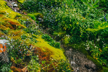 Scenic landscape with clear spring water stream among thick moss and lush vegetation. Mountain creek on mossy slope with fresh greenery and many small flowers. Colorful scenery with rich alpine flora.